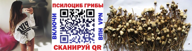 Псилоцибиновые грибы Psilocybine cubensis купить наркотик Туринск